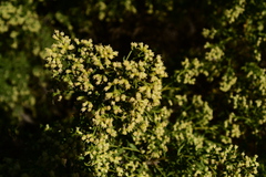 Baccharis