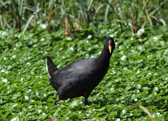 Fulica rufifrons