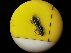 Platycheirus albimanus