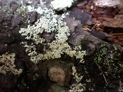 Parmeliopsis ambigua