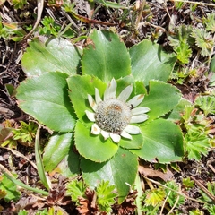 Eryngium humile