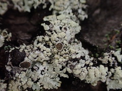 Parmeliopsis ambigua