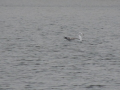 Ichthyaetus ichthyaetus