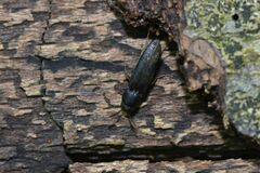 Isorhipis melasoides