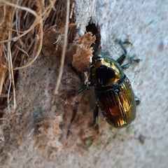 Curculionoidea