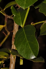 Acokanthera oppositifolia image