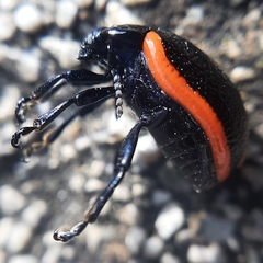 Chrysolina gypsophilae