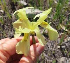 Moraea neglecta