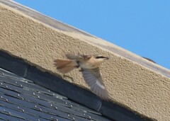 Lanius isabellinus