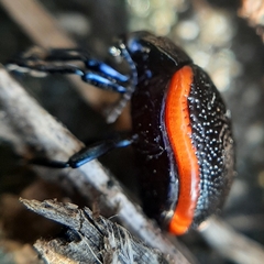 Chrysolina gypsophilae