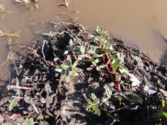 Laurembergia repens