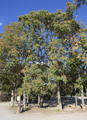 Ailanthus altissima