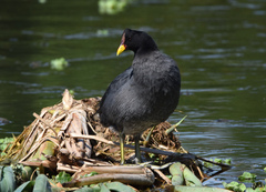Fulica rufifrons