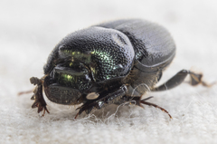 Onthophagus orpheus