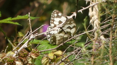 Melanargia lachesis