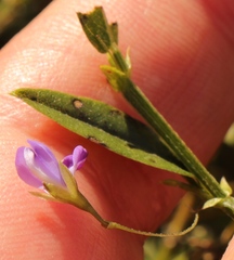 Psoralea plauta