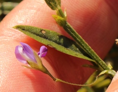 Psoralea plauta