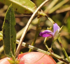 Psoralea plauta