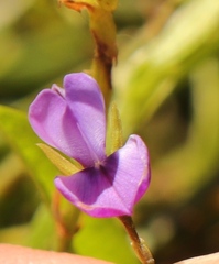 Psoralea plauta