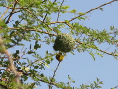 Ploceus