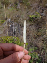 Calochortus macrocarpus