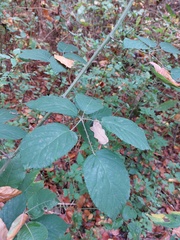 Rubus macrophyllus
