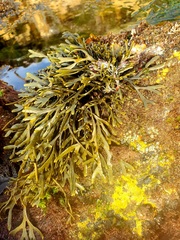 Fucaceae