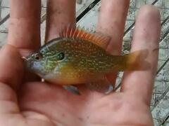 Lepomis marginatus