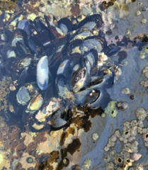 Mytilus californianus