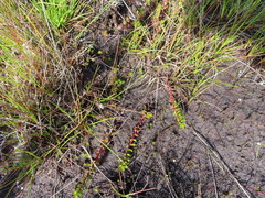 Laurembergia repens