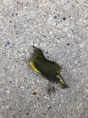 Oporornis agilis