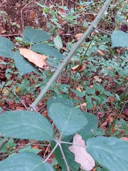 Rubus macrophyllus