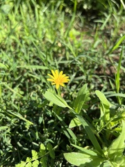 Calendula arvensis