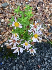 Symphyotrichum novi-belgii