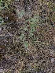 Chrysopsidinae