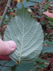 Rubus macrophyllus