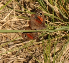 Cassionympha cassius