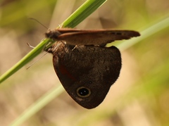 Cassionympha cassius