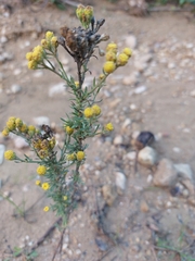 Tanacetum annuum