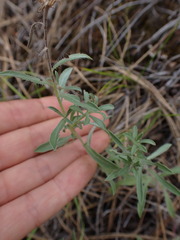 Chrysopsidinae