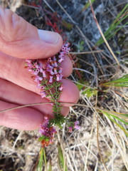 Erica intervallaris