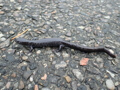 Ambystoma 'unisexual complex'