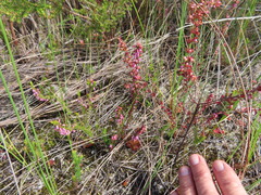 Erica intervallaris