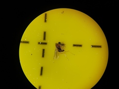 Elaphropeza ephippiata