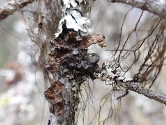 Tuckermanopsis platyphylla