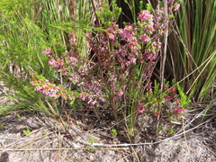 Erica intervallaris