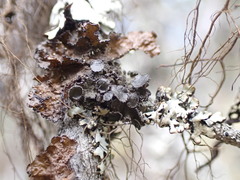 Tuckermanopsis platyphylla