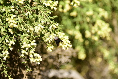 Copestylum violaceum