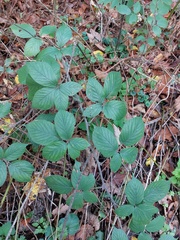 Rubus tereticaulis