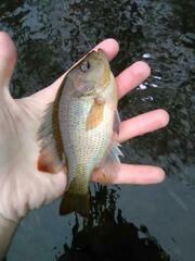 Lepomis punctatus
